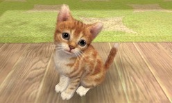 #007Υͥ/3DSΩɽǡ̾ϤɤޤѤΤ֥ Υ 3DʲΡˡסnintendogs + catsס֤ɤ֤ĤοʲΡˡץݡ